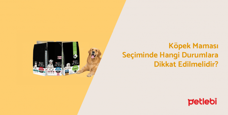 Köpek Maması Seçiminde Hangi Durumlara Dikkat Edilmelidir?