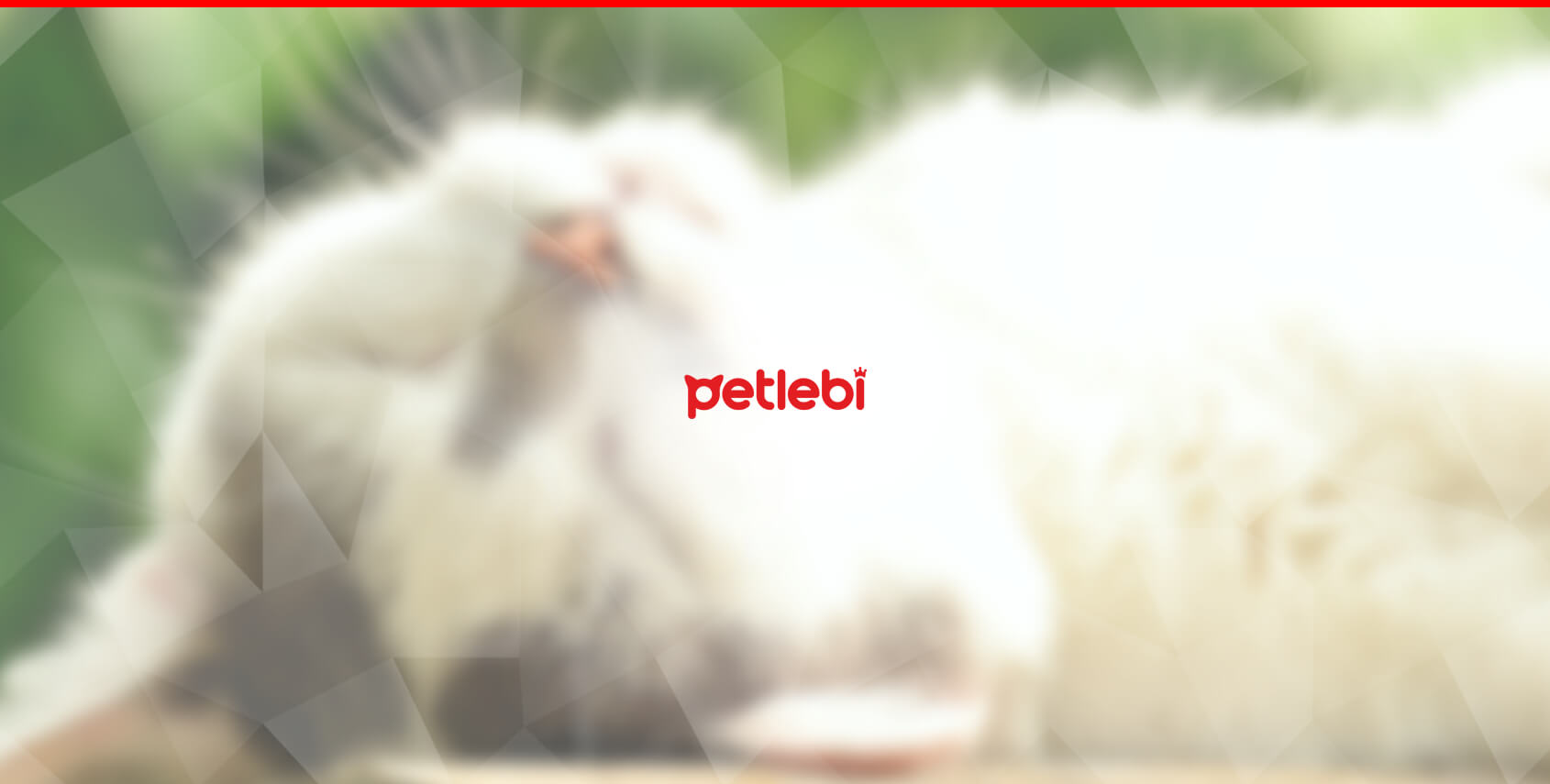 Yetişkin Köpek Sahiplenme Öncesi Bunları Mutlaka Sorun!